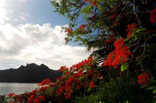Tahiti-1008_gallery_72_03.jpg