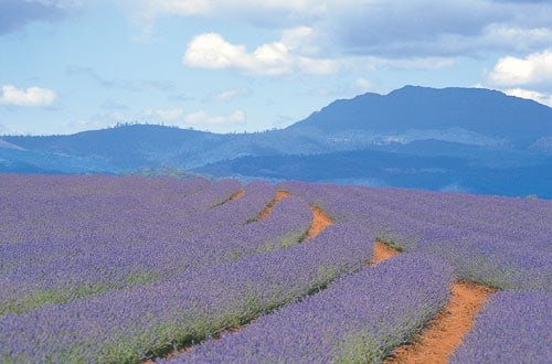 Tasmania_6_500x330.jpg