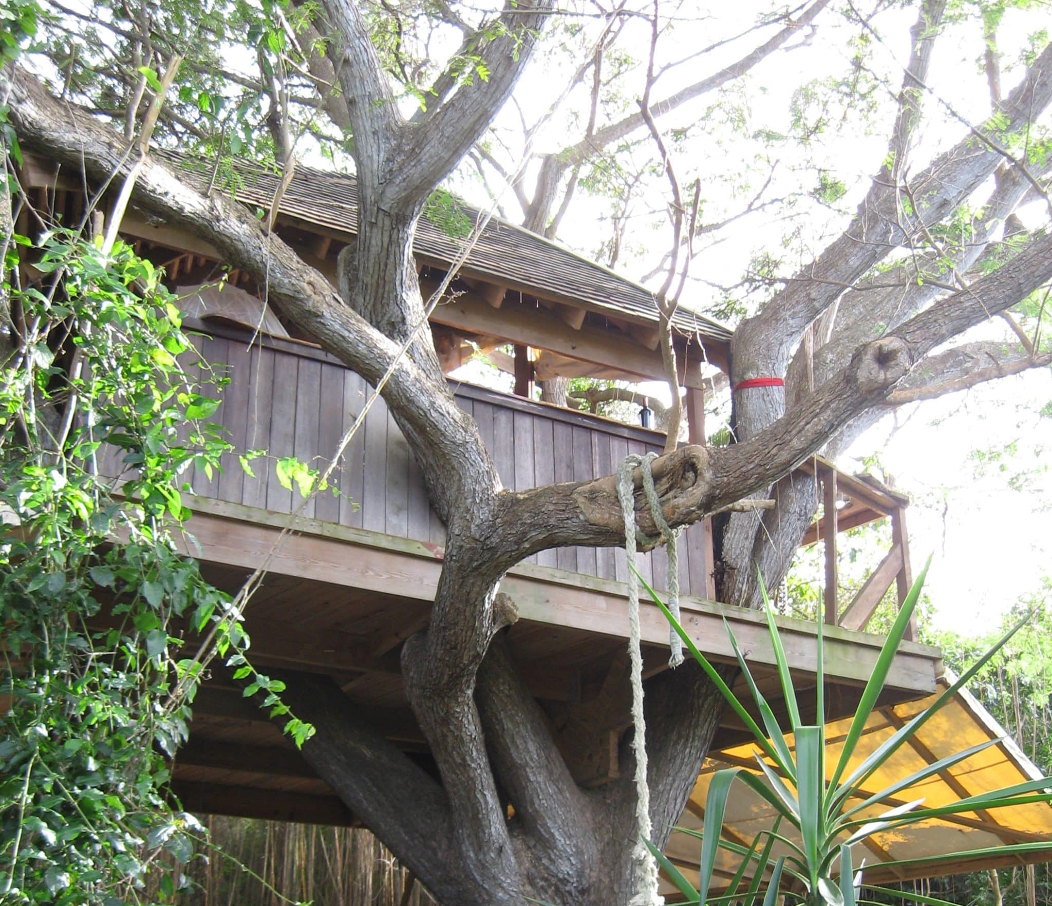 VISFI Tree House