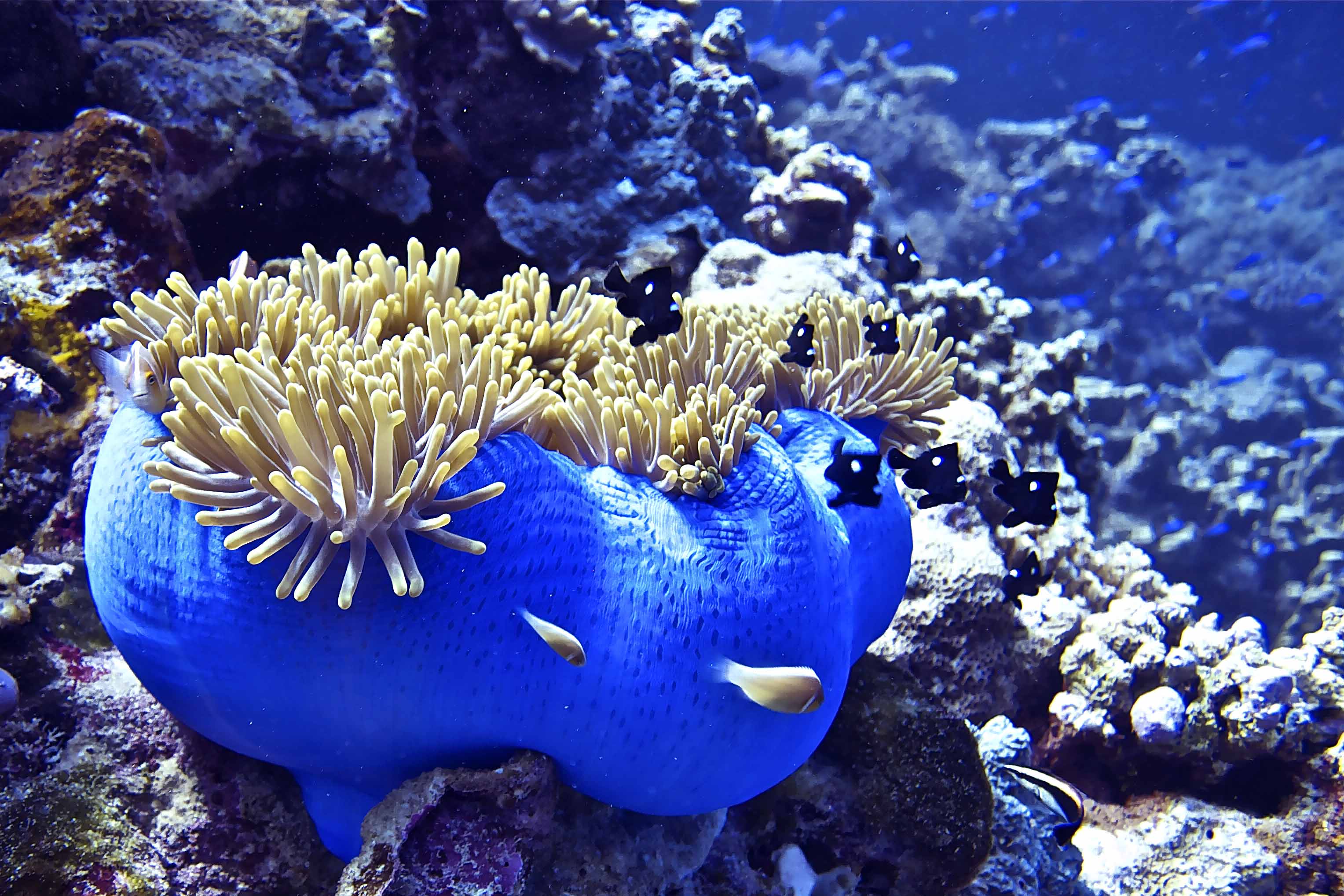 Rowley Shoals: Australia's Best-Kept Secret | Broome | Barrier Reef
