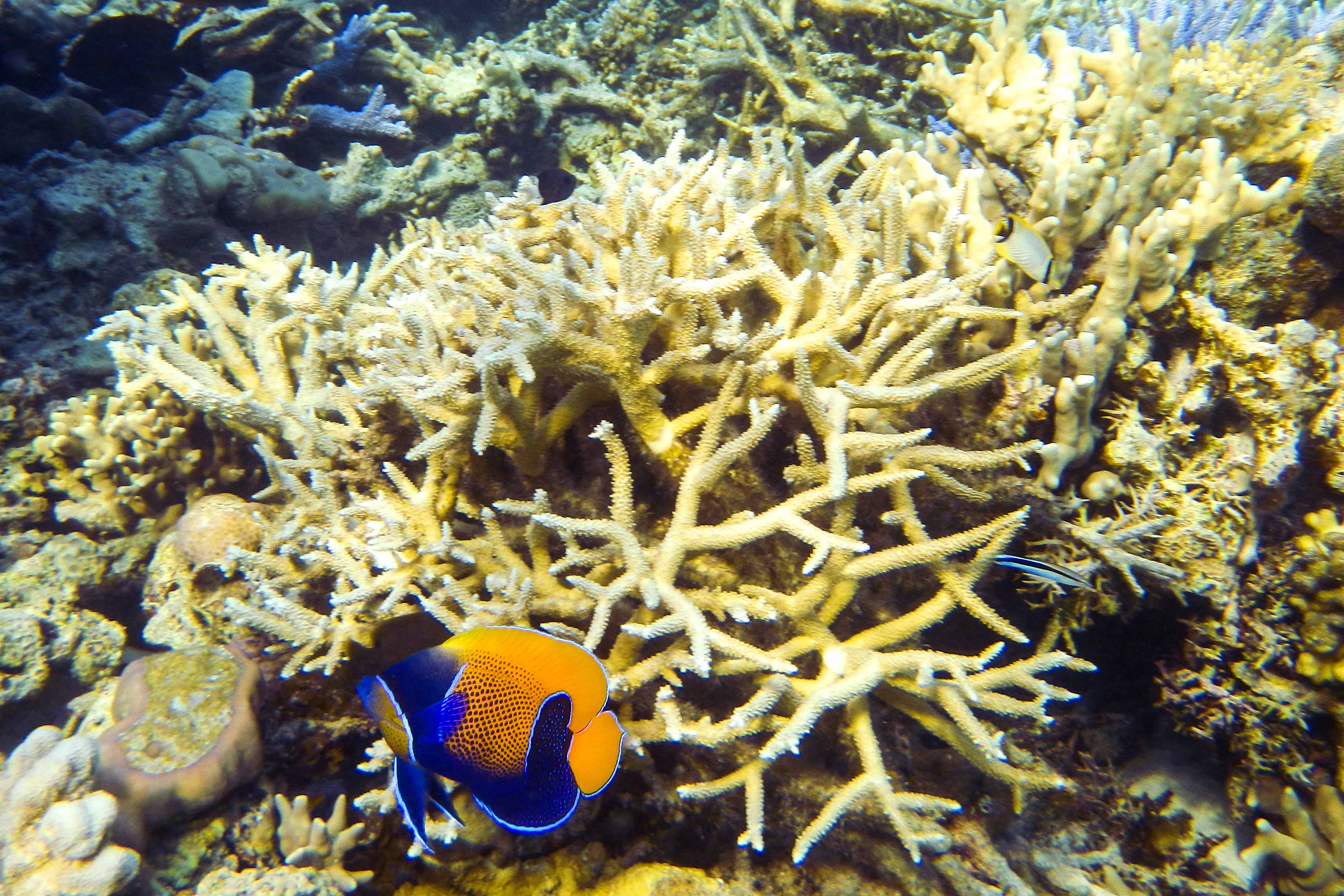 Rowley Shoals: Australia's Best Kept Secret | Broome | Barrier Reef | Diving