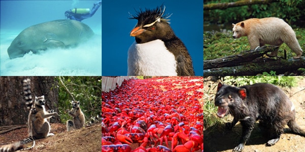 85 to 76 best animals to see for islands wish list