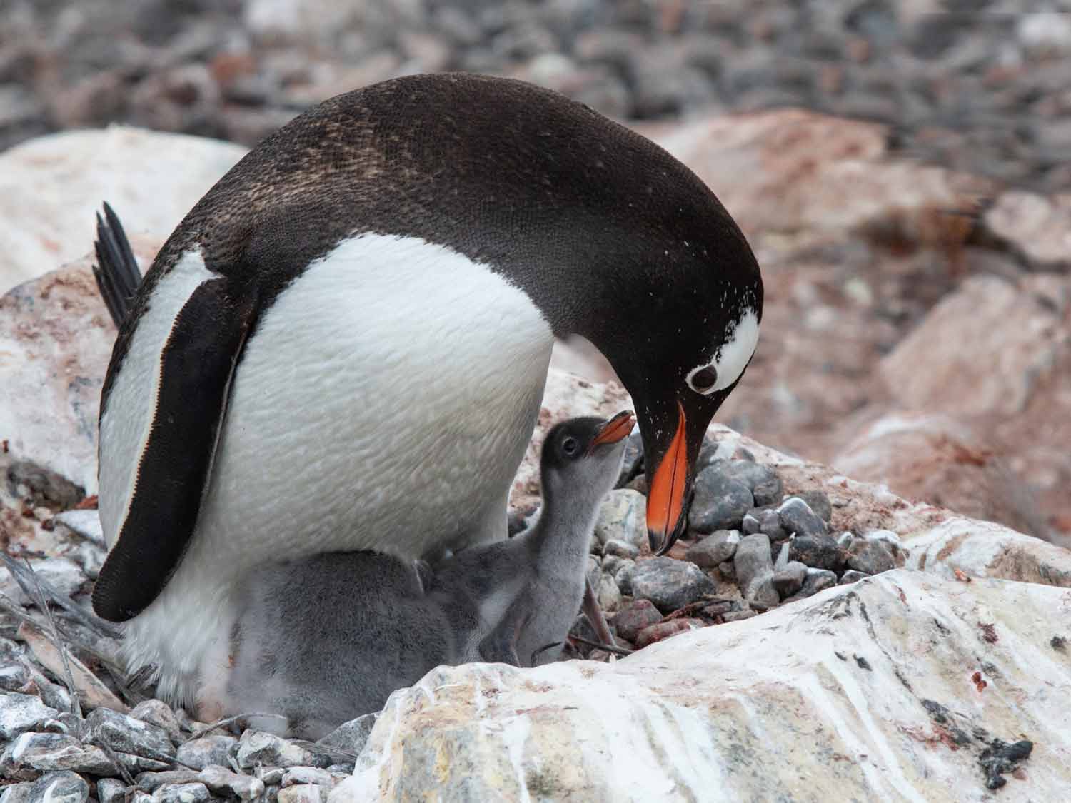 Gentoo penguin