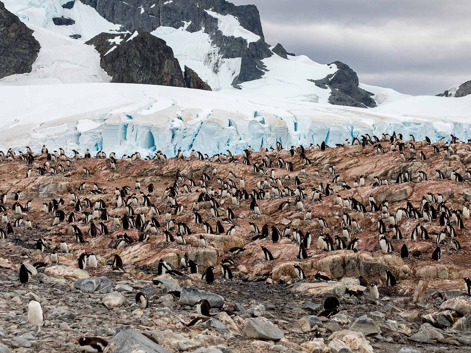 Gentoo penguin rookery