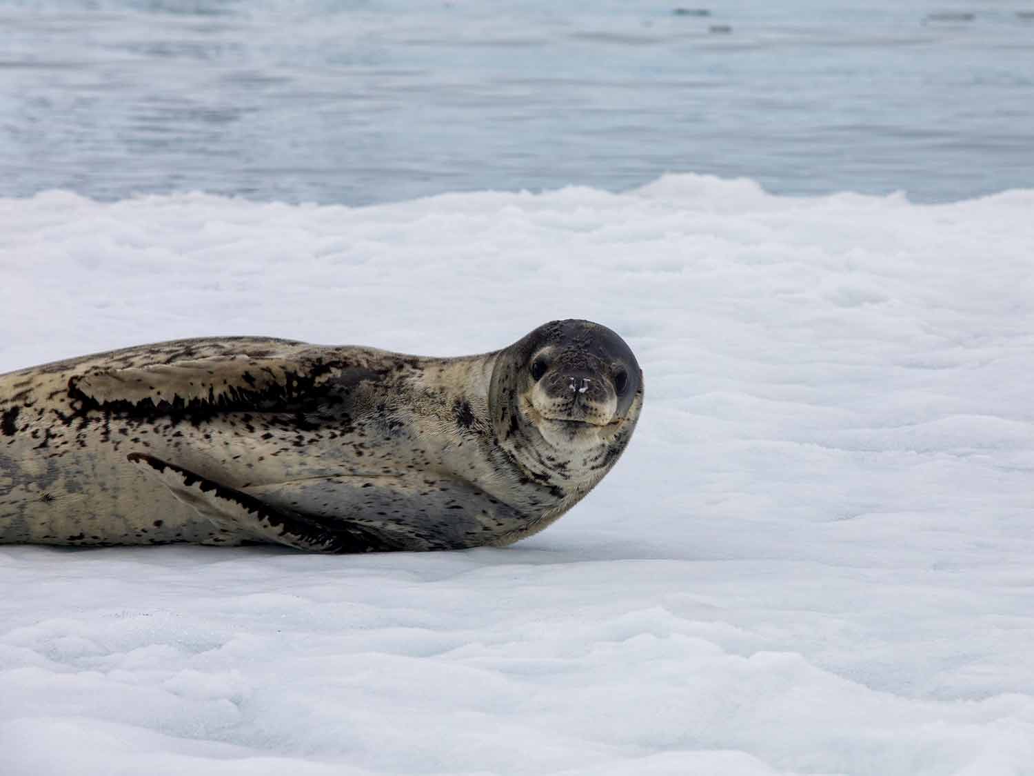 Leopard seal