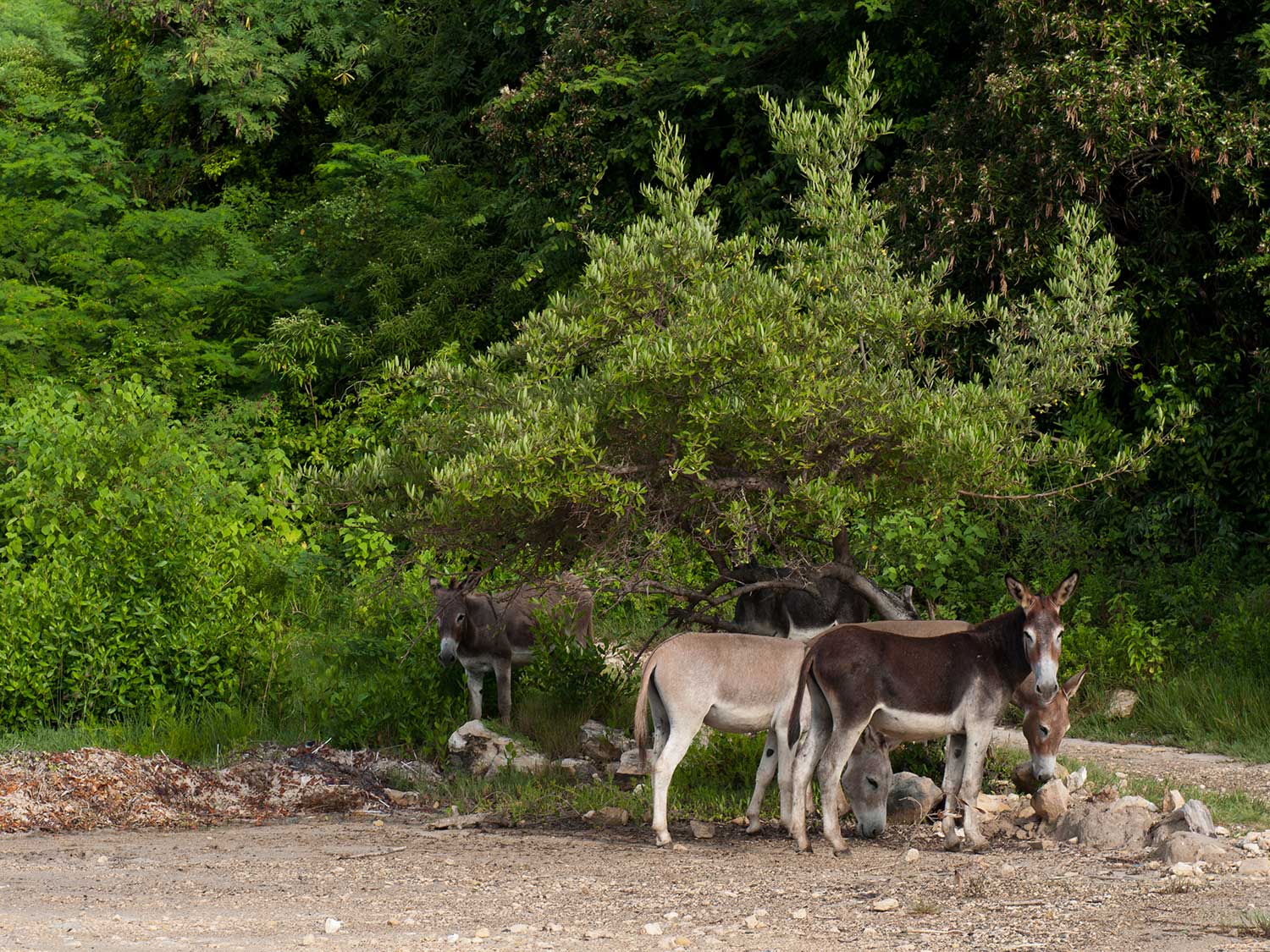 donkeys