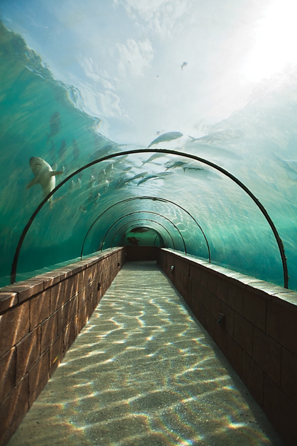 aquarium atlantis resort bahamas