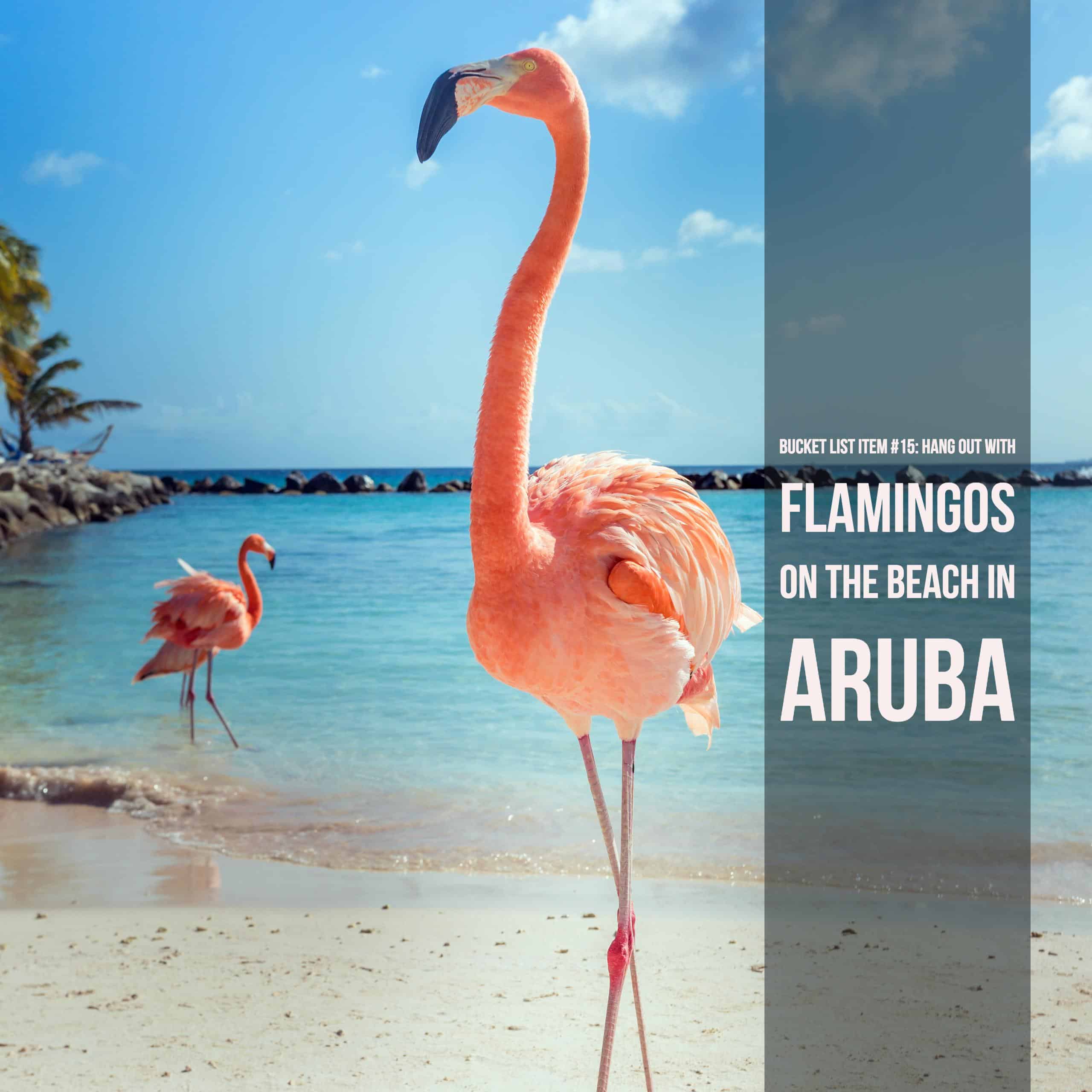 Bucket List Ideas: Aruba's Flamingos