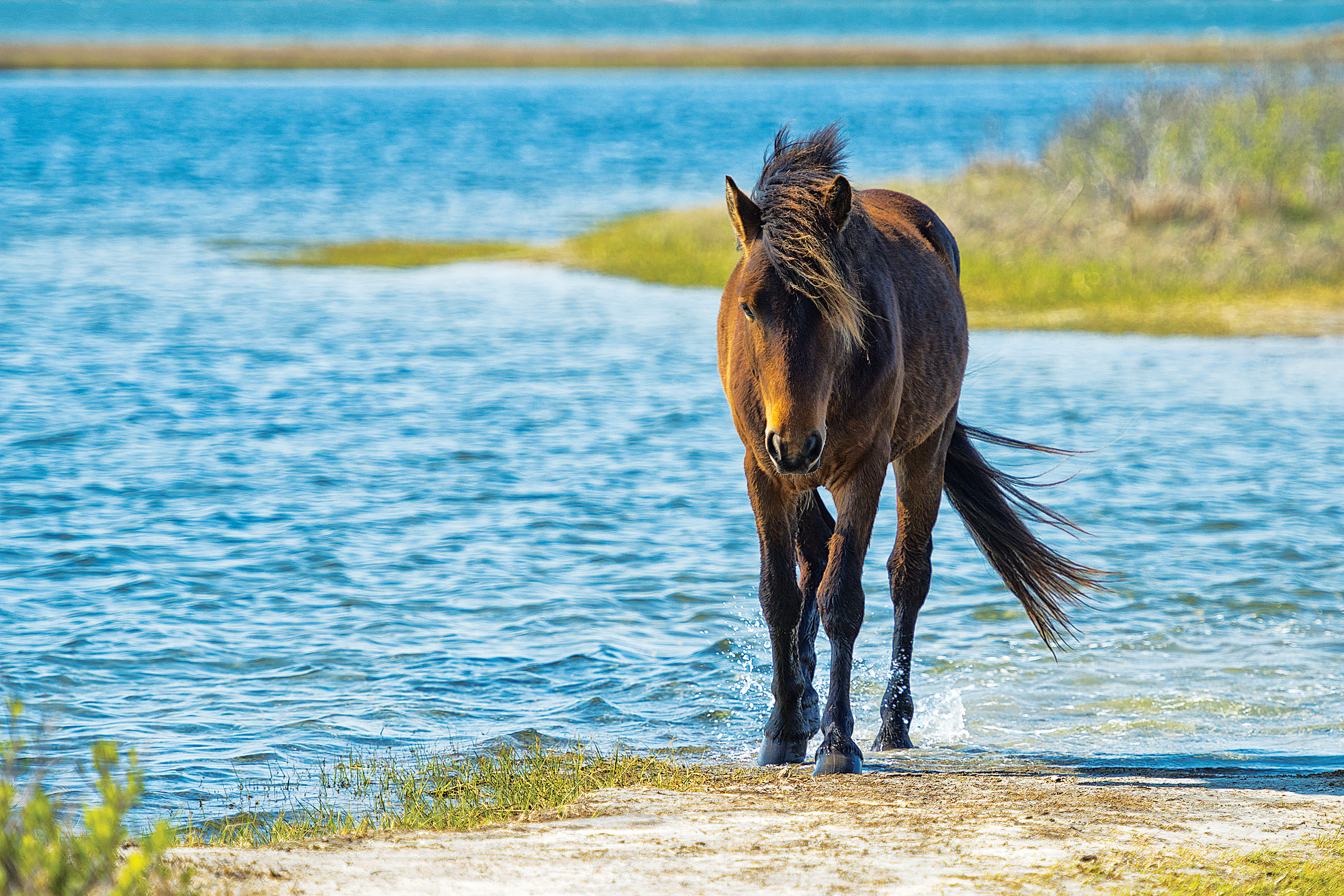 Best Island National Parks | ASSATEAGUE ISLAND NATIONAL SEASHORE, MARYLAND AND VIRGINIA