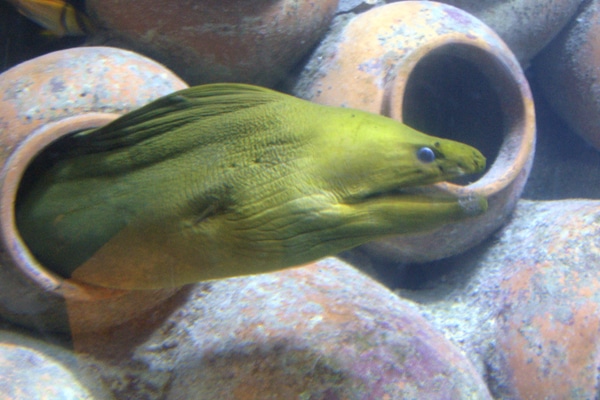 atlantis paradise island bahamas the dig green moray eel