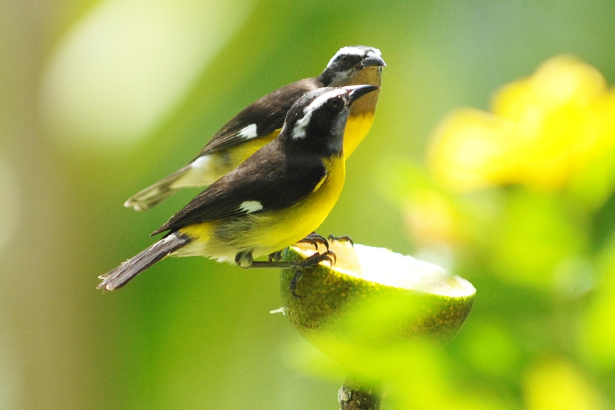 Tempting Tobago: Bananaquit