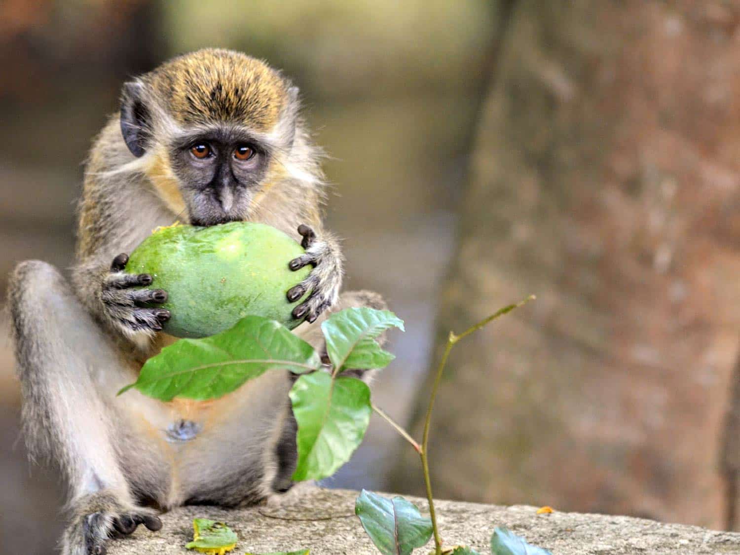 Green Vervet monkey