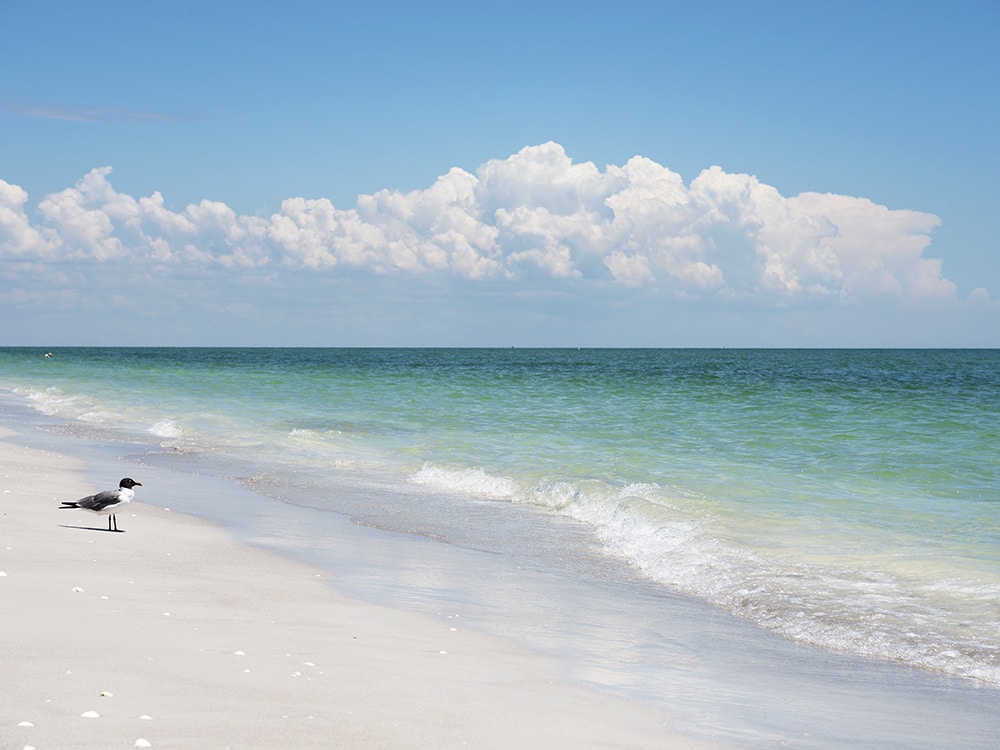 A beach in Sanibel and Captiva Islands, Florida