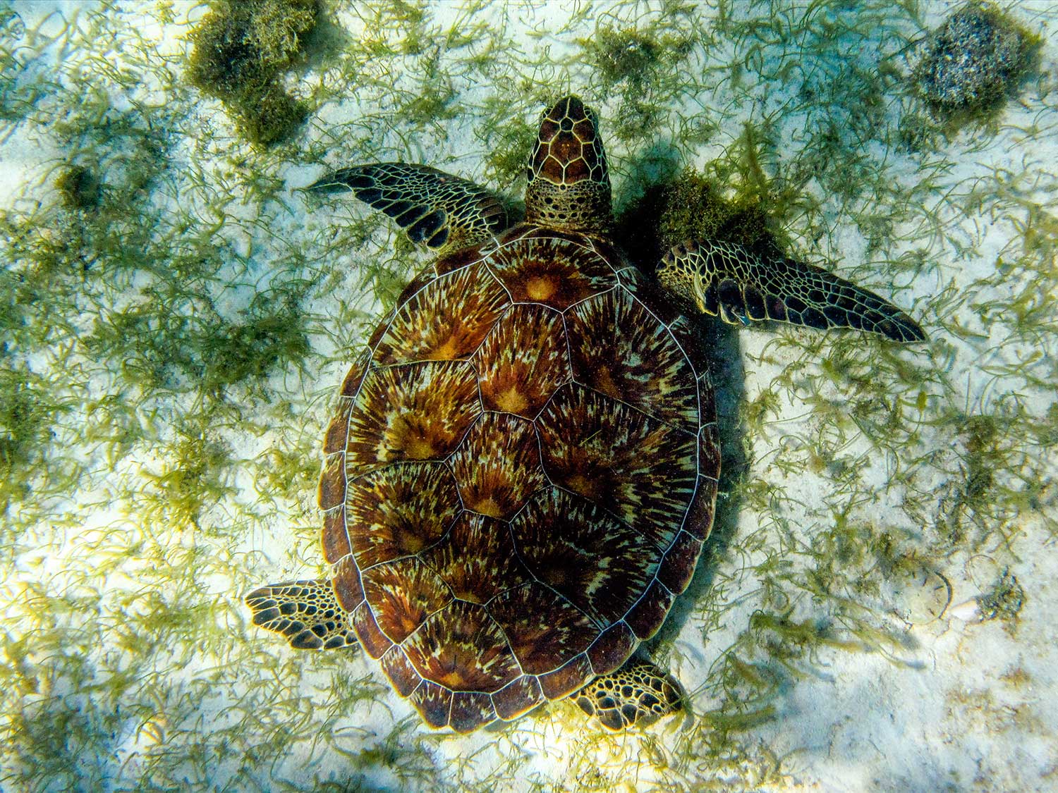 Tobago Cays