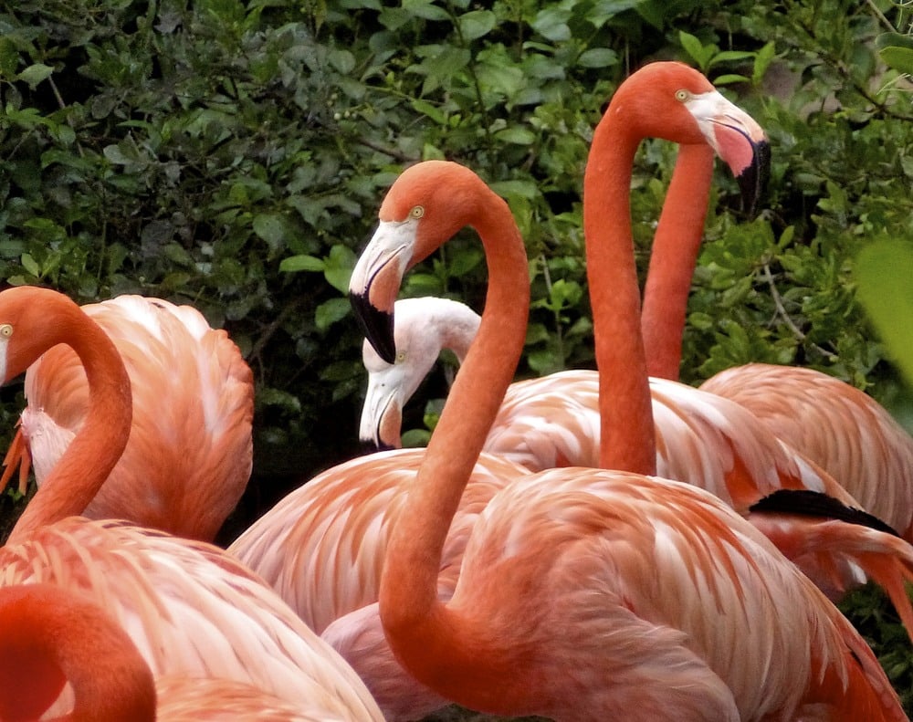 Bermuda Zoo by Caren Kleiman