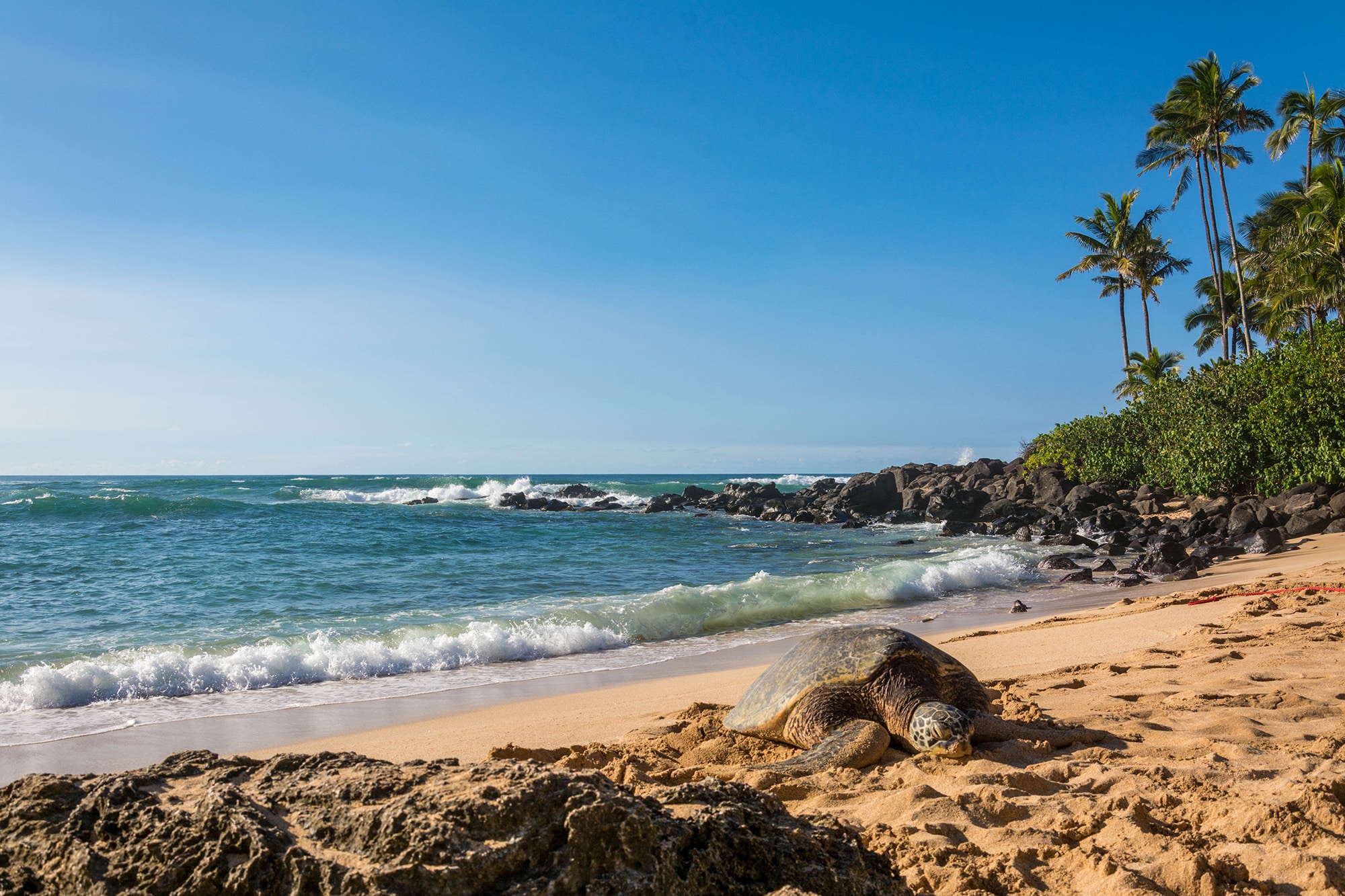 Best beaches in Oahu: Laniakea Beach