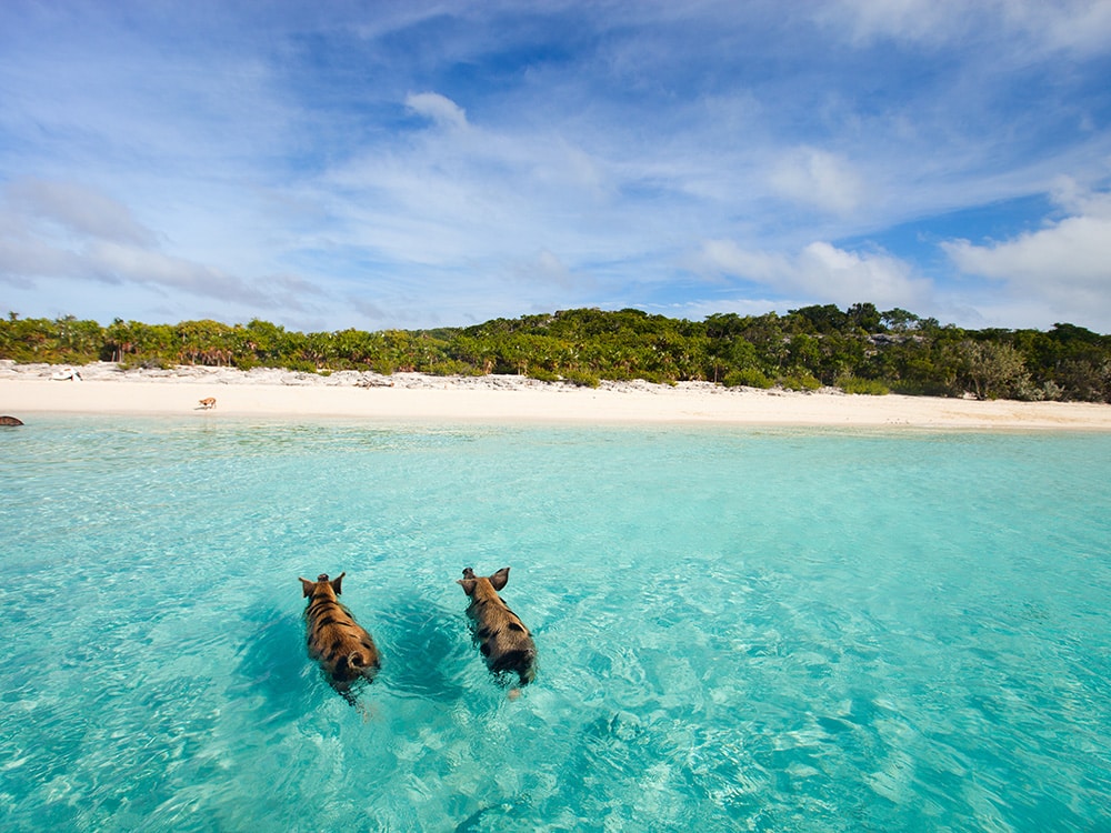 Best Beaches in the Caribbean: Pig Beach, Exuma, Bahamas