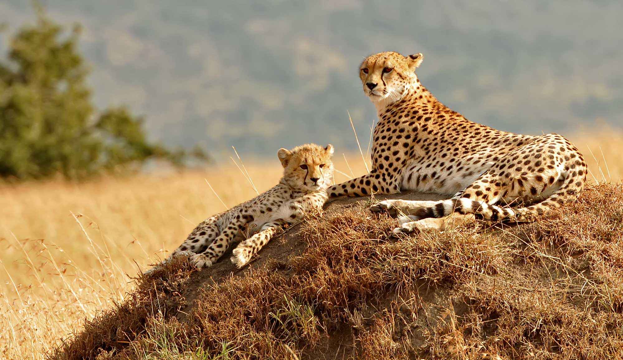 Best Honeymoon Destinations for Summer | Masai Mara, Kenya