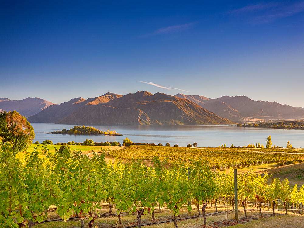 Best Islands for Wine Tasting: New Zealand