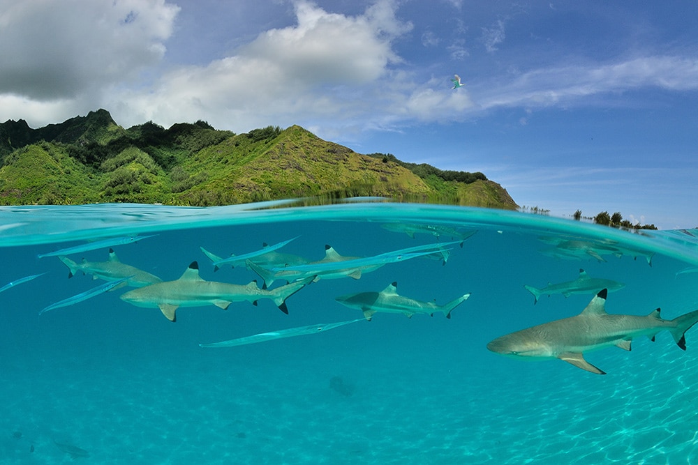 Best places to snorkel in the South Pacific: Moorea