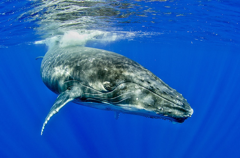 Best places to snorkel in the South Pacific: Vavau