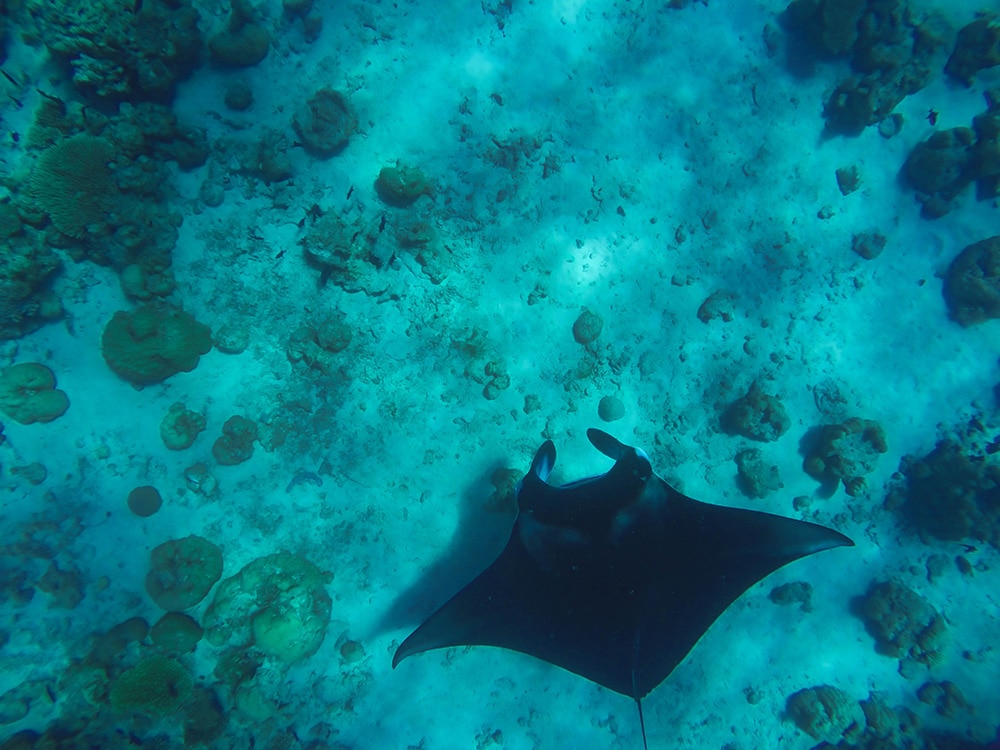 Best places to snorkel in the South Pacific: Bora Bora