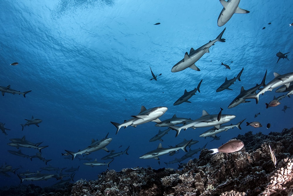 Best places to snorkel in the South Pacific: Fakarava