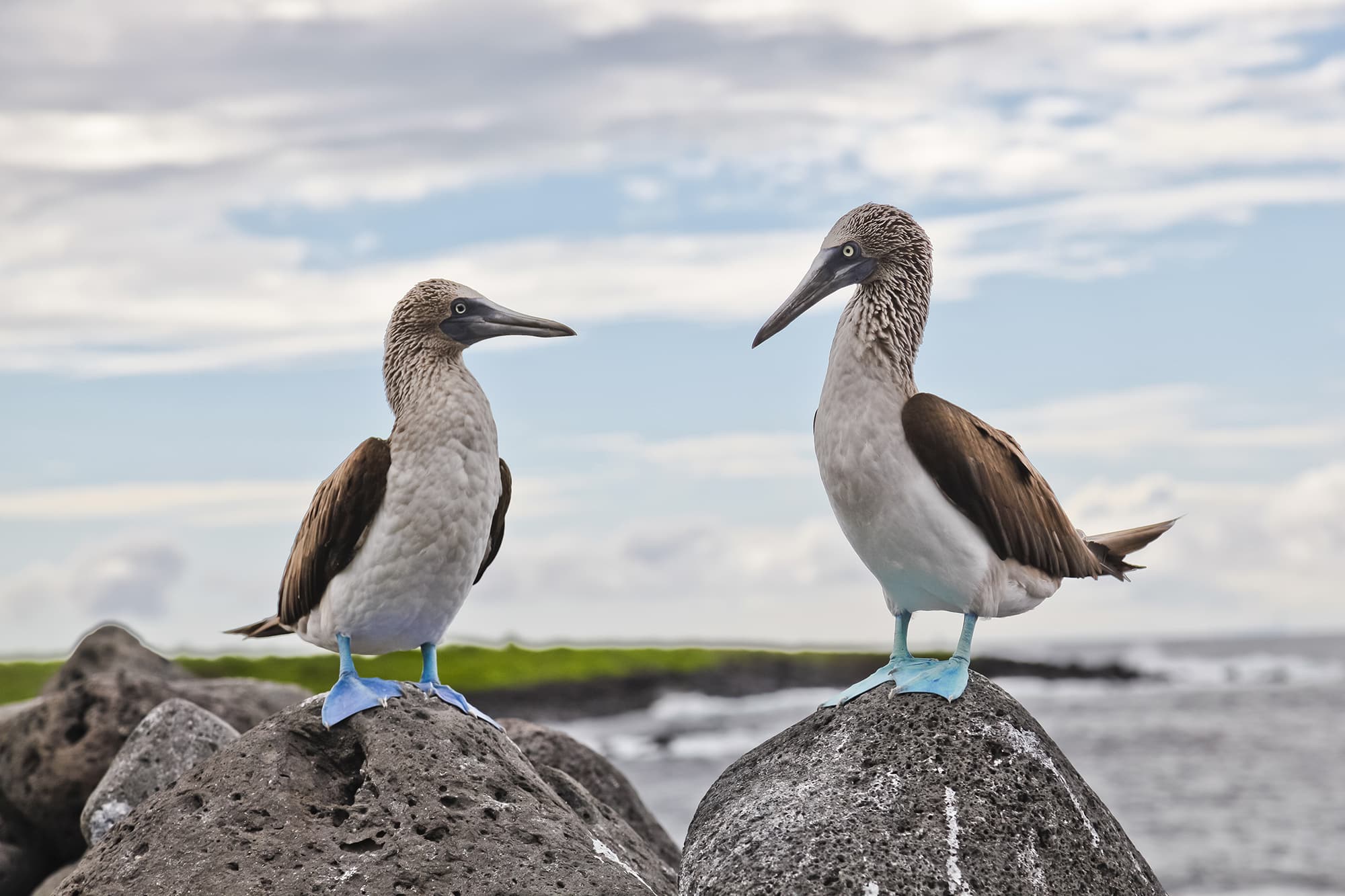 Best Places to Travel in March: Galapagos