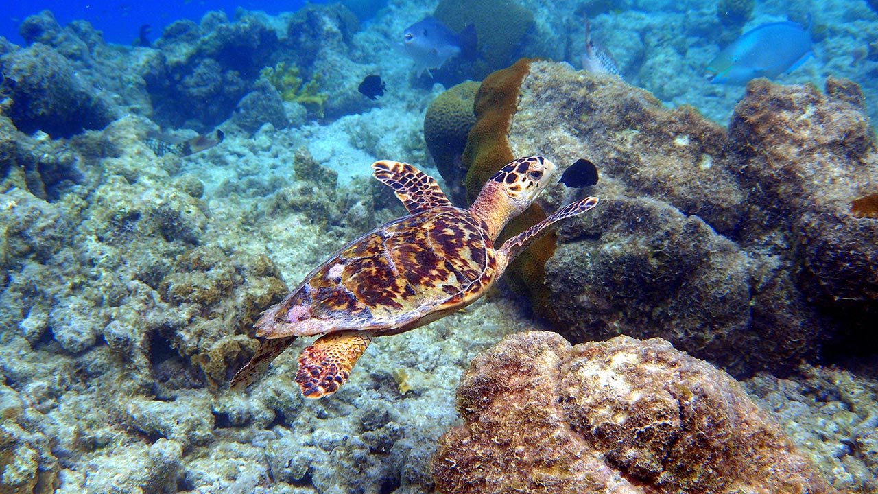 Best Snorkeling in the Caribbean: Klein Bonaire
