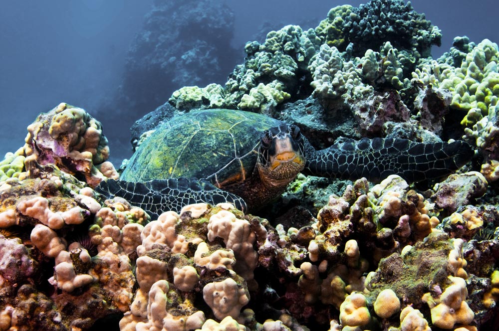 Best Snorkeling in Maui Maluaka Beach