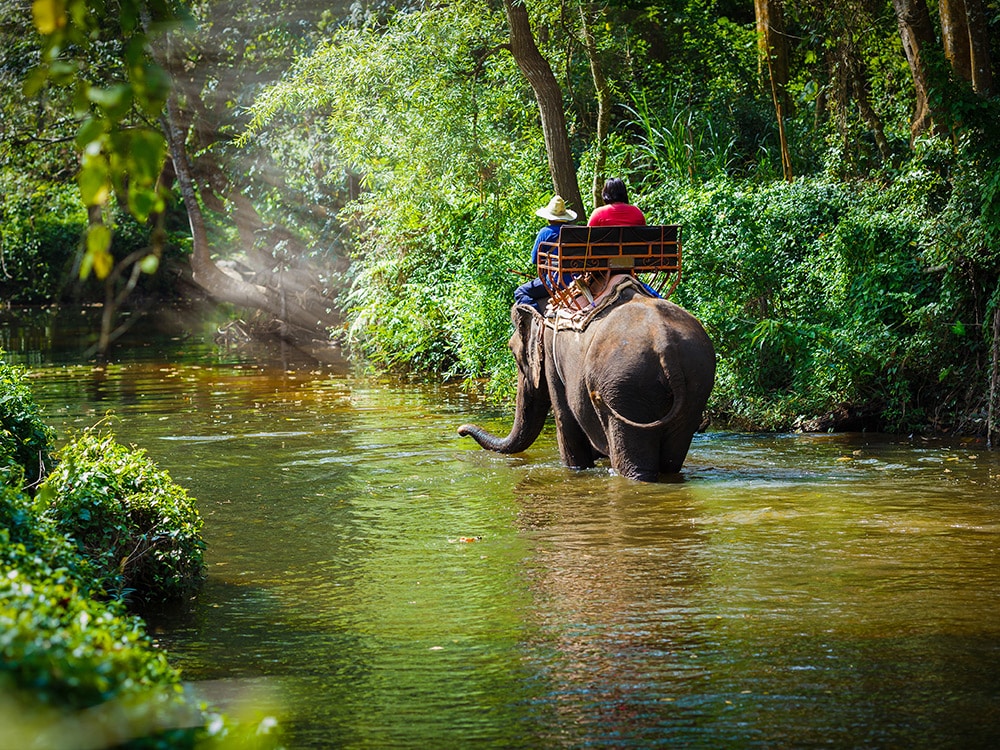 Ride elephants near Chiang Mai