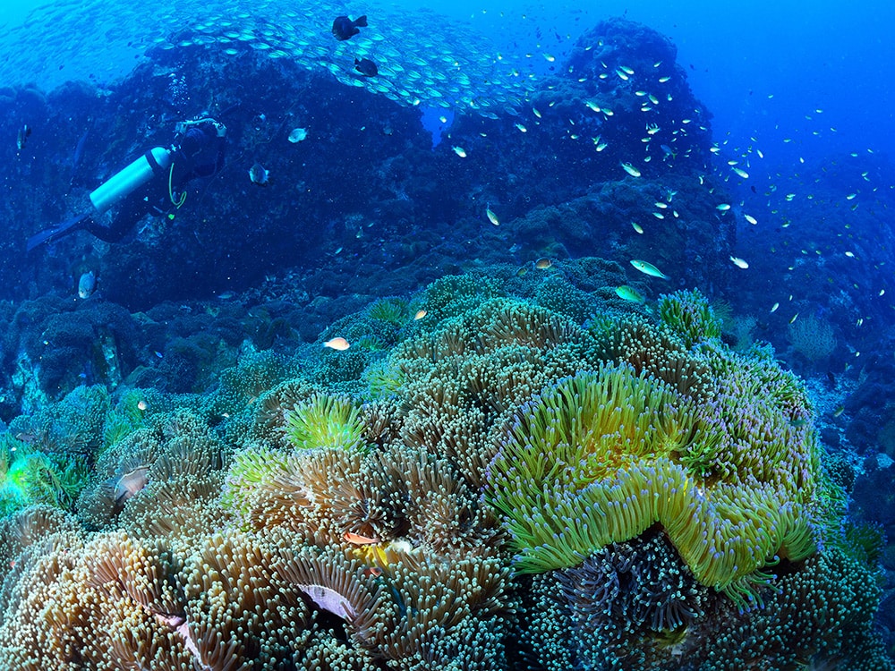 colorful coral