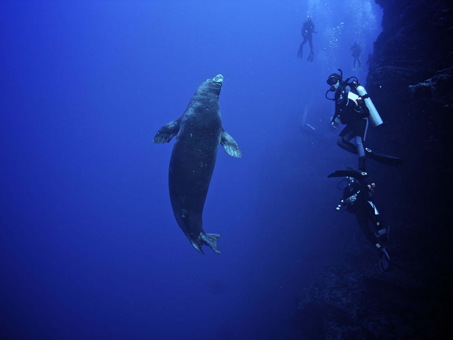 Best things to do in Kauai, Hawaii - Scuba diving with monk seals near Ni'ihua island