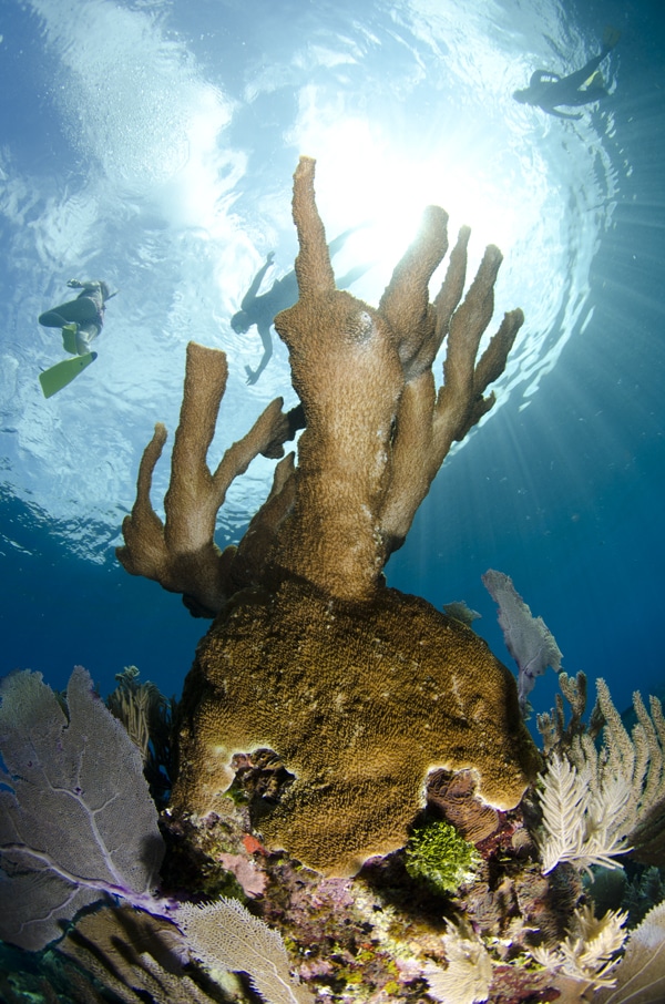 best caribbean snorkeling spots roatan honduras