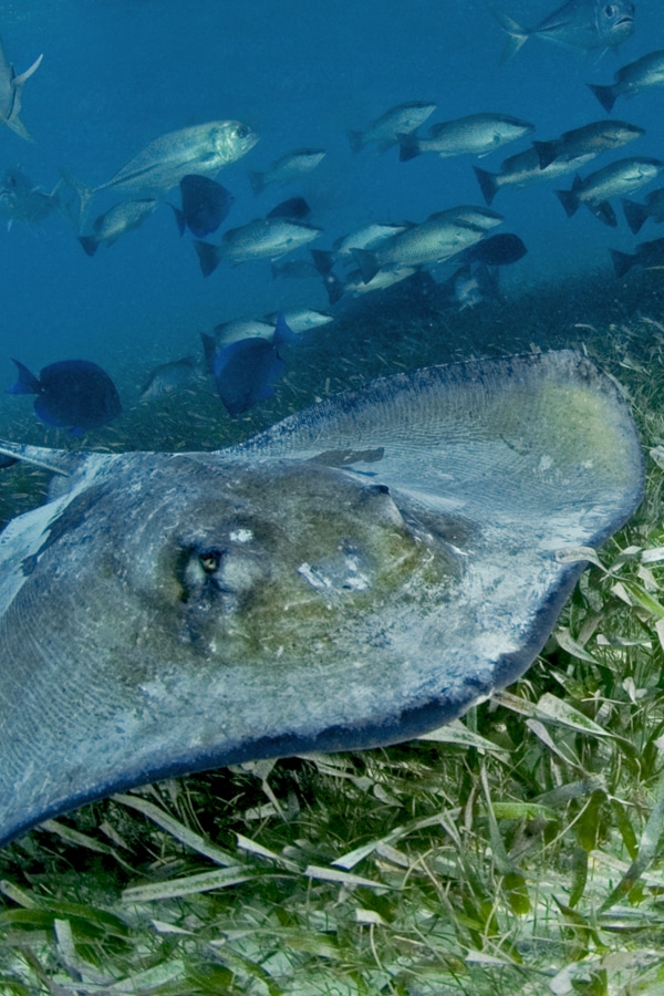 best caribbean snorkeling spots ambergris belize