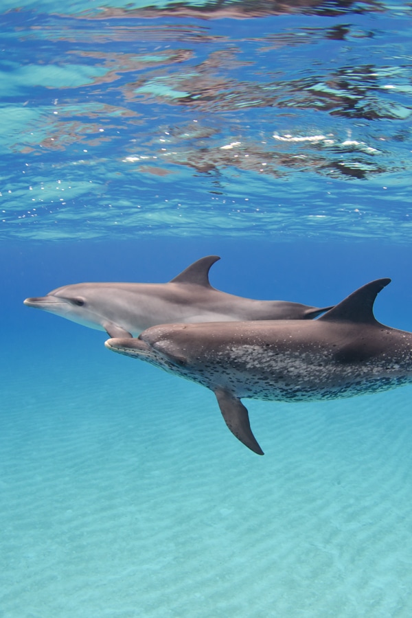 best caribbean snorkeling spots dolphins bahamas