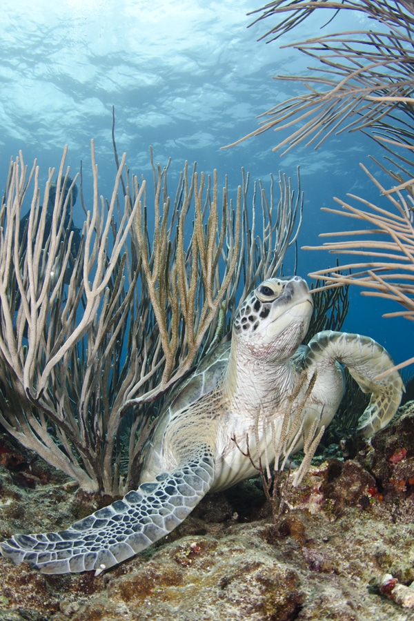 best caribbean snorkeling spots turtle puerto rico