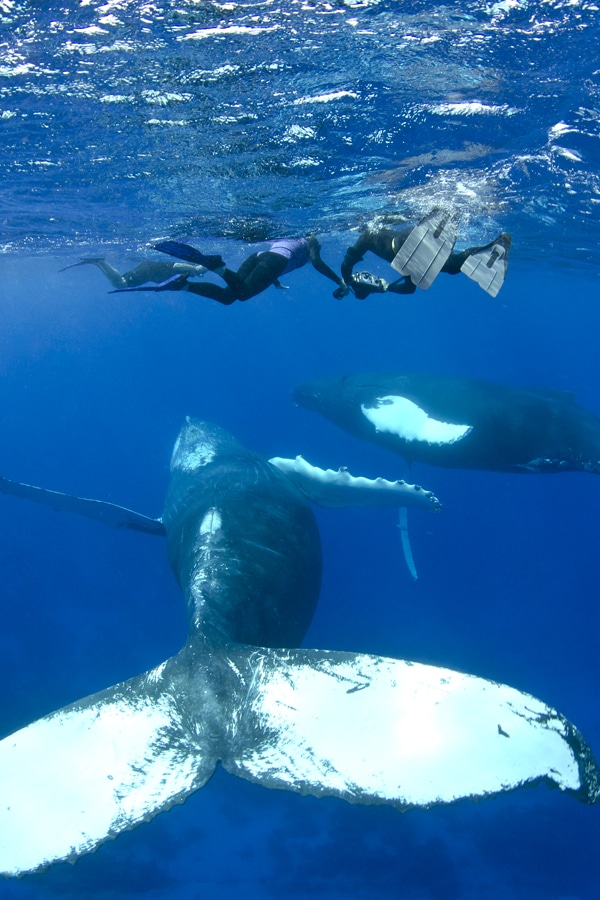 best caribbean snorkeling spots whales dominican republic
