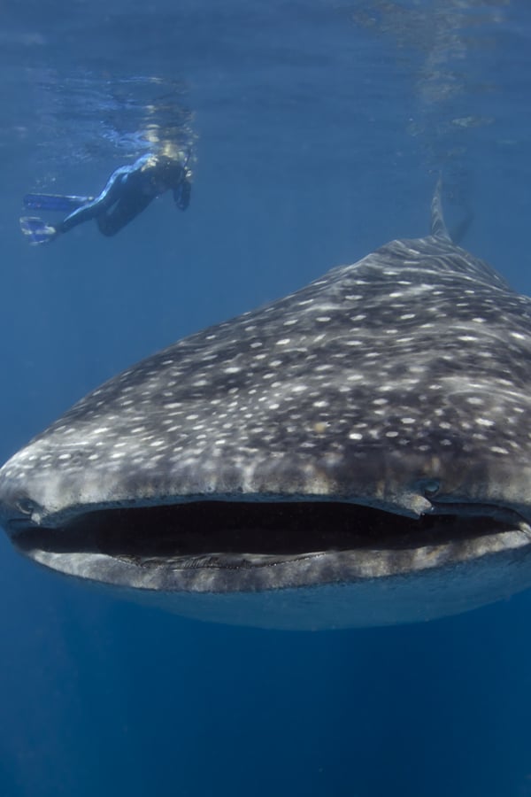best caribbean snorkeling whale shark isla mujeres mexico