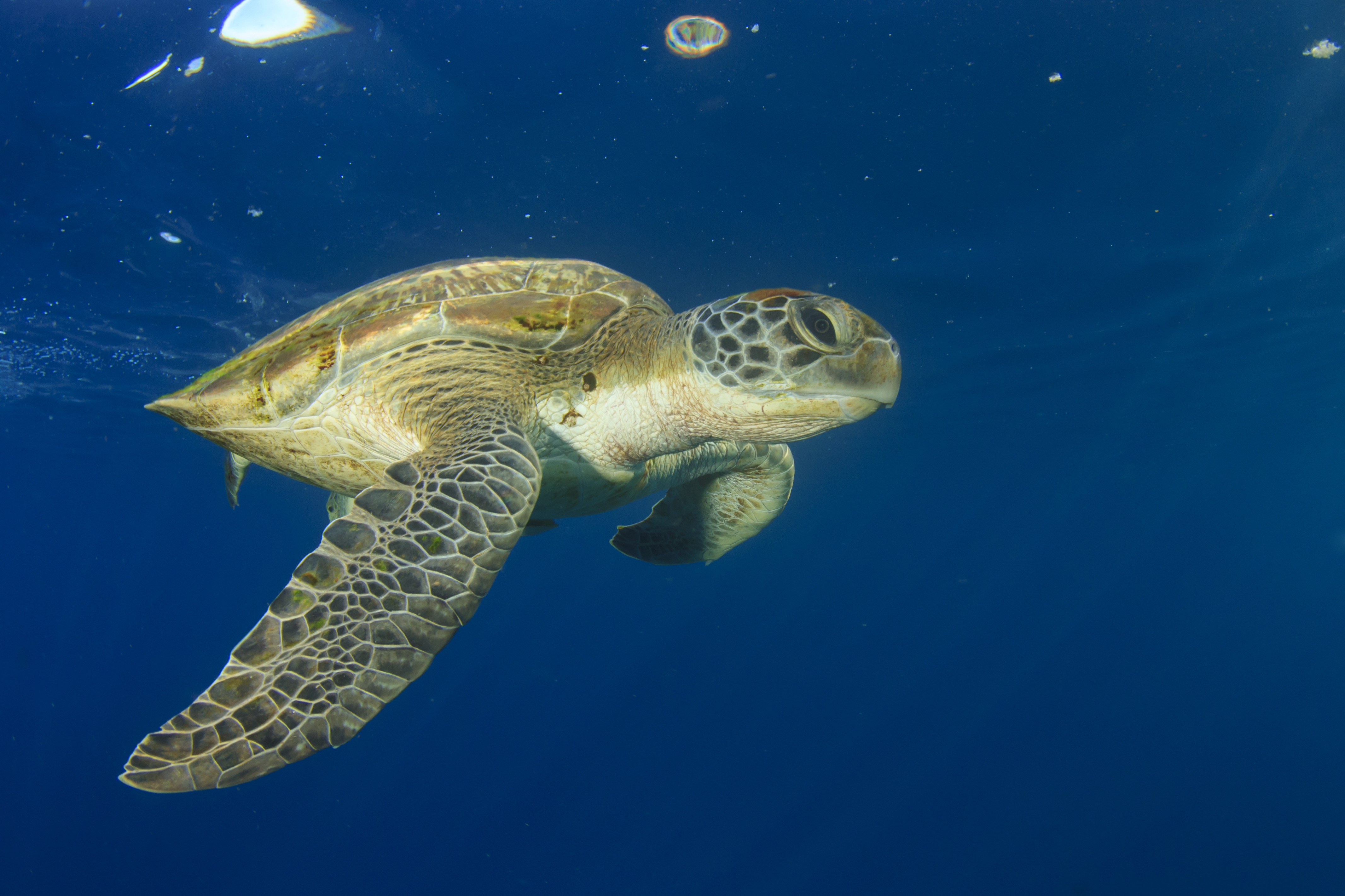 dive-big-island-hawaii