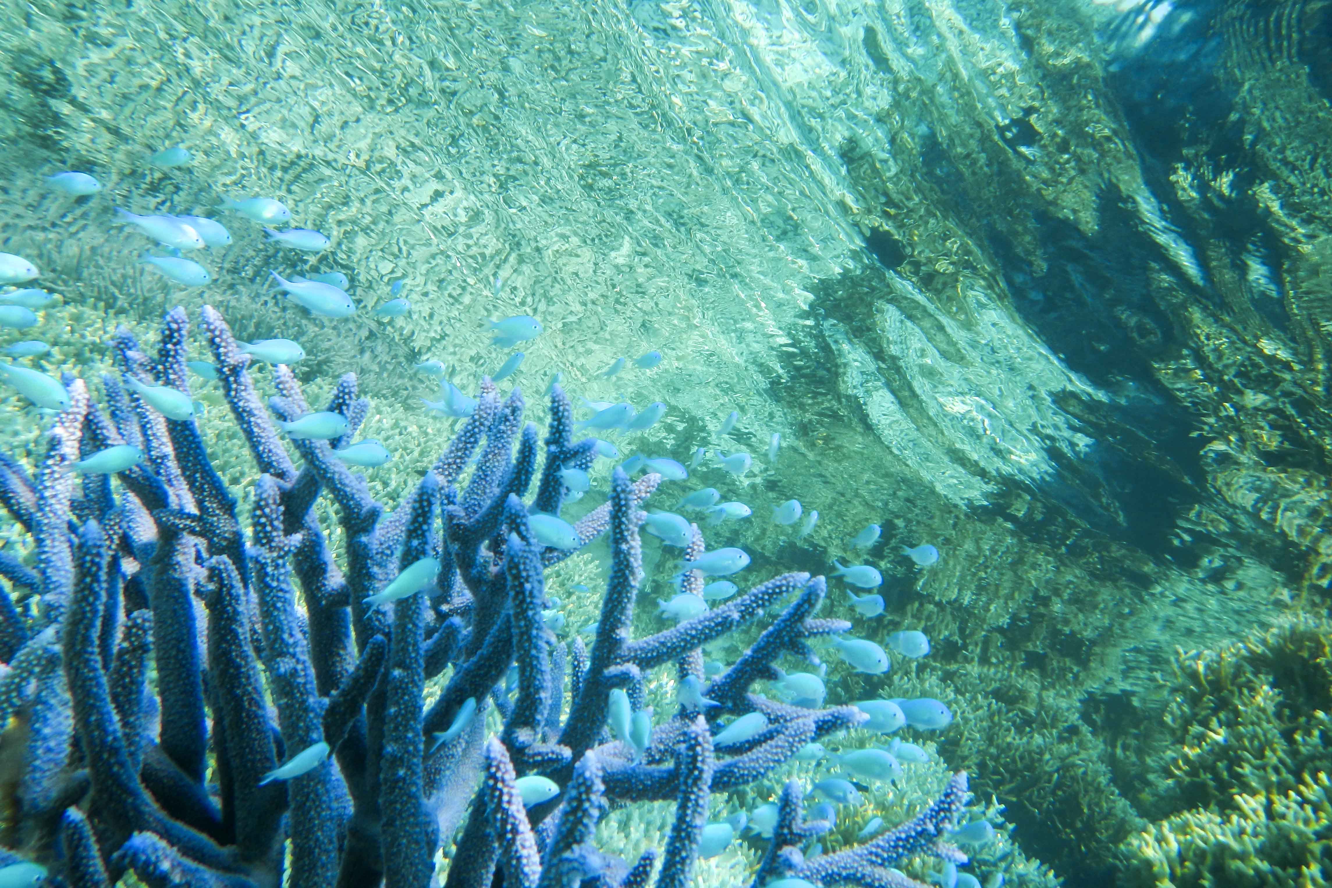 Rowley Shoals: Australia's Best Kept Secret | Broome | Barrier Reef | Diving