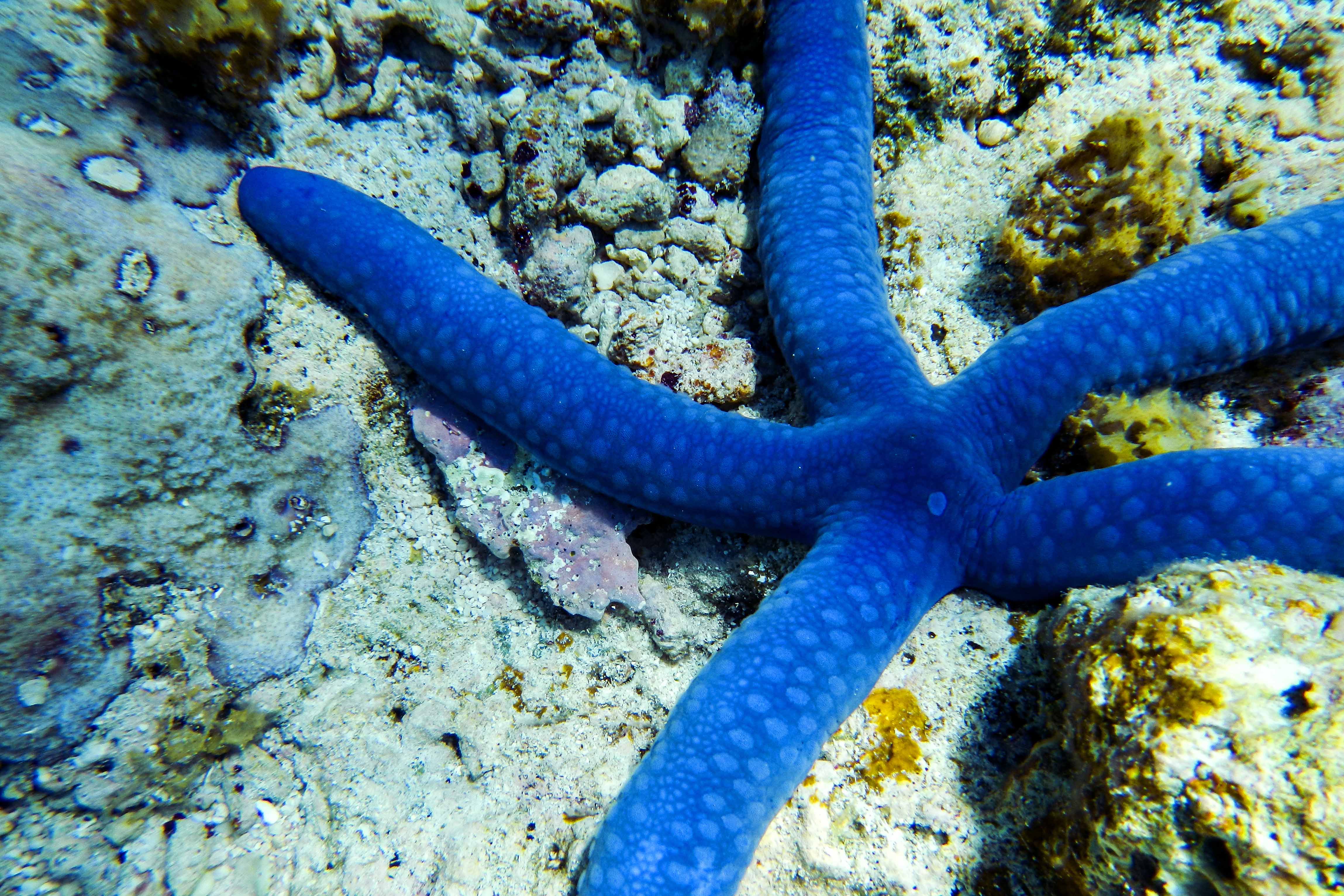 Rowley Shoals: Australia's Best Kept Secret | Broome | Barrier Reef | Marine Life
