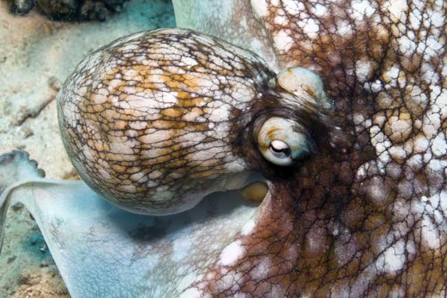 Bonaire Snorkeling Octopus