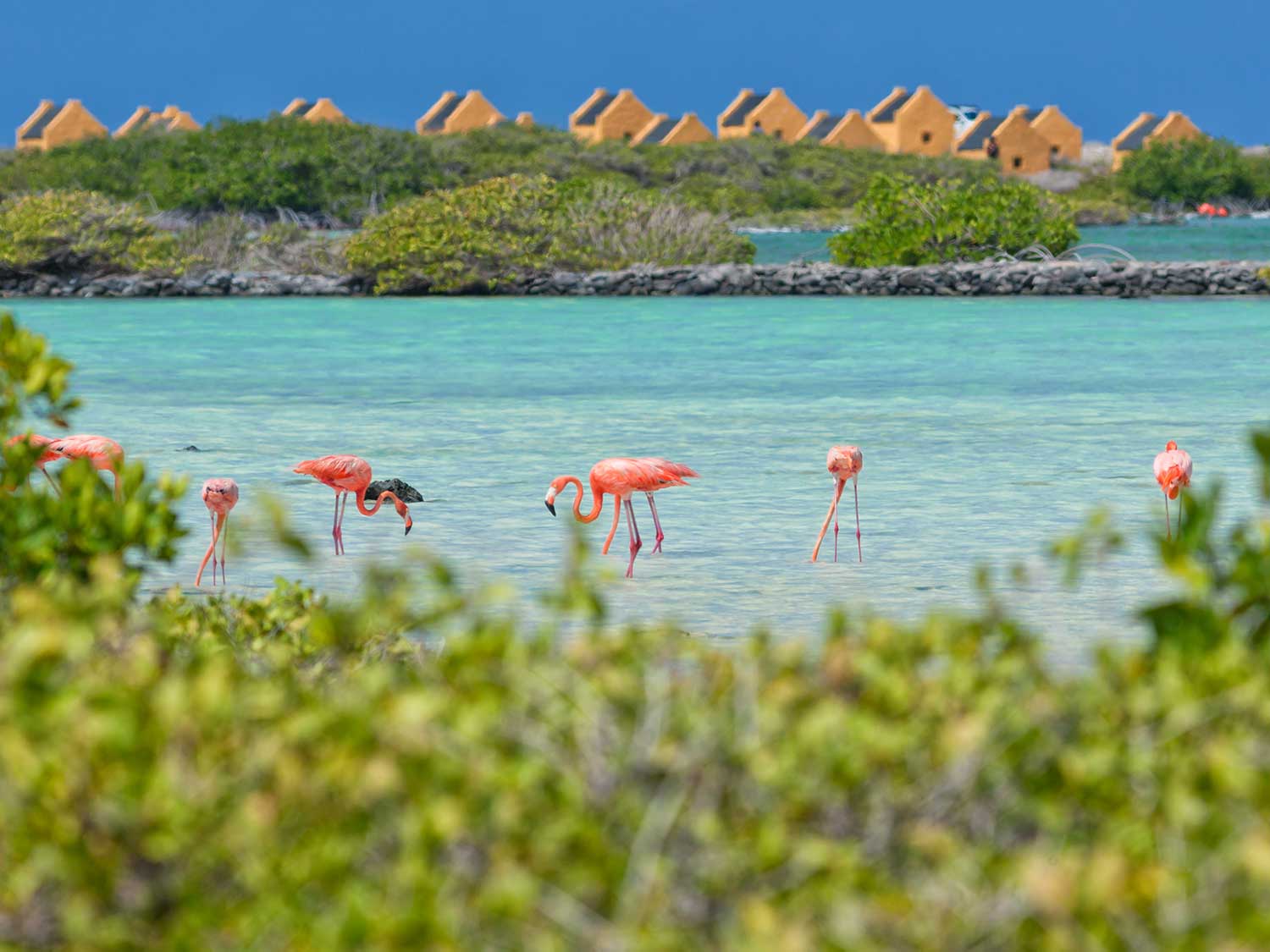 Flocks of flamingos standing in the waters of Bonaire.