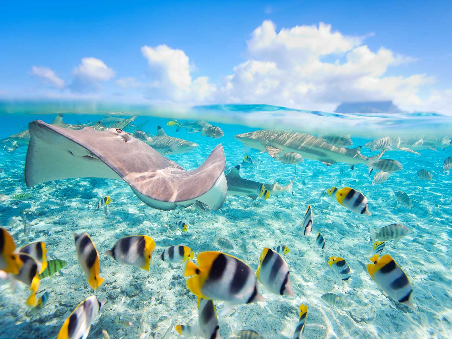 Rays and blacktip reef sharks