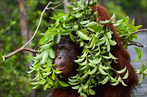 borneo-orangutan.jpg