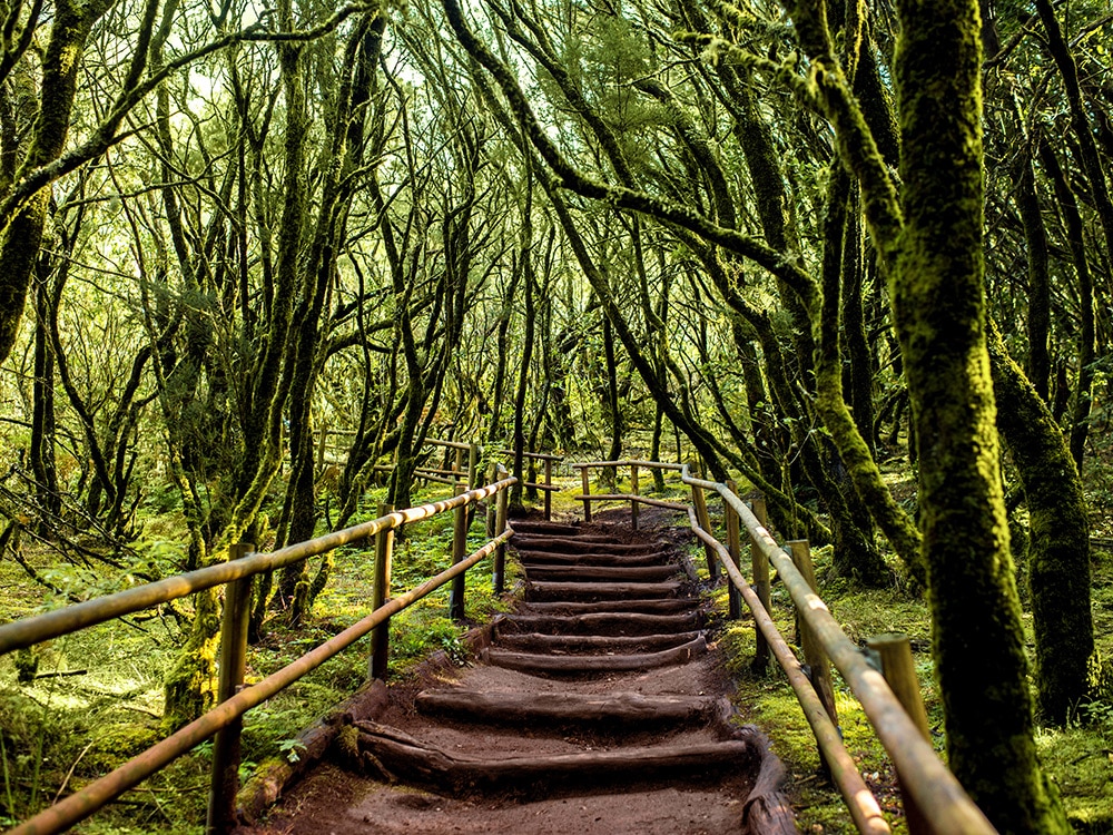 Garajonay National Park forest