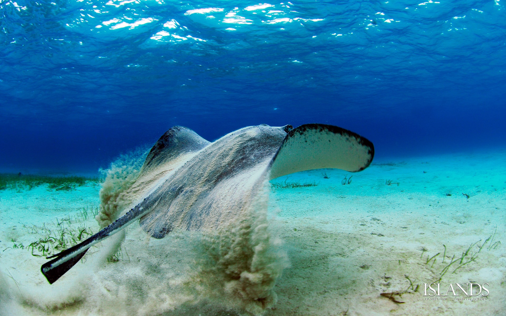 Cayman Stingray