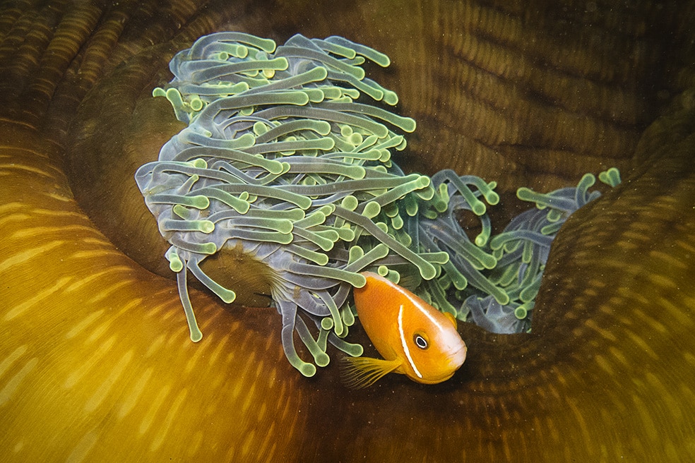 clownfish_by jon whittle_img_5542.jpg