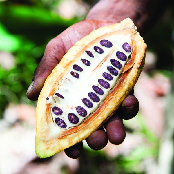 Cocoa Pod